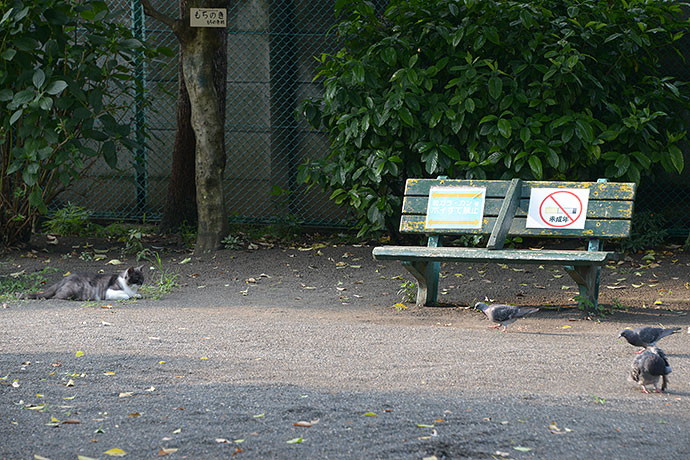 太田区のねこ