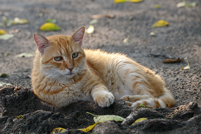 太田区のねこ