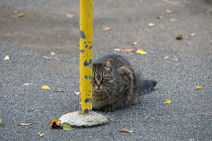 太田区のねこ