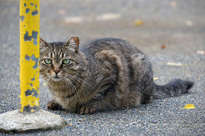 太田区のねこ