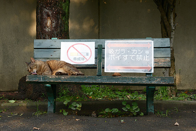 太田区のねこ
