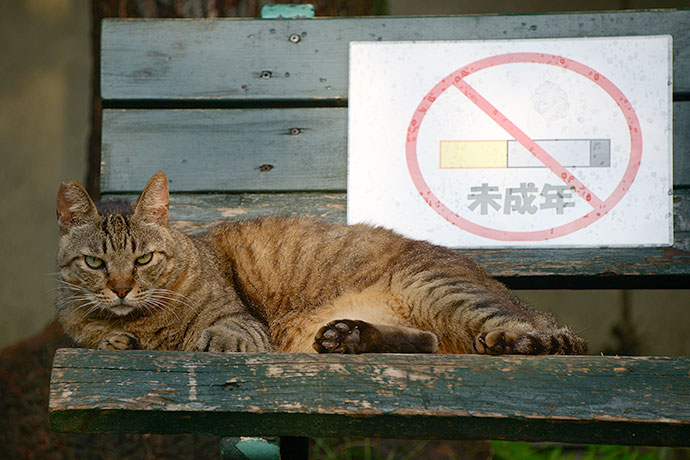 太田区のねこ