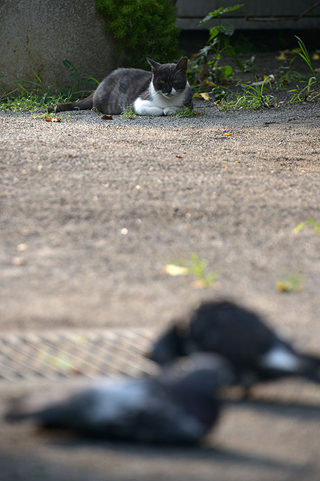 太田区のねこ