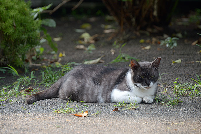 太田区のねこ
