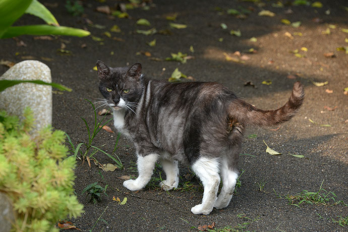 太田区のねこ