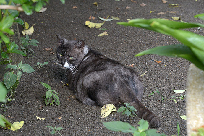 太田区のねこ