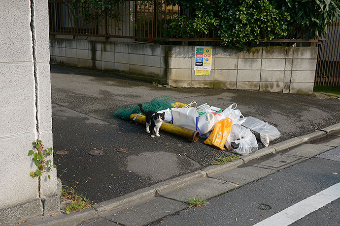 太田区のねこ