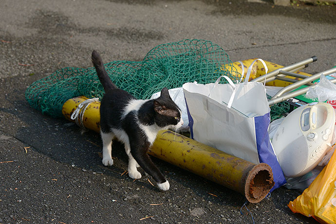 太田区のねこ