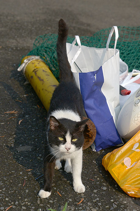 太田区のねこ