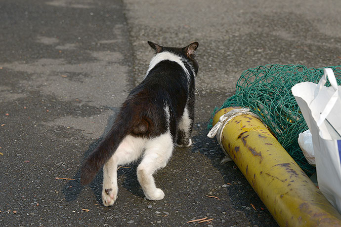 太田区のねこ