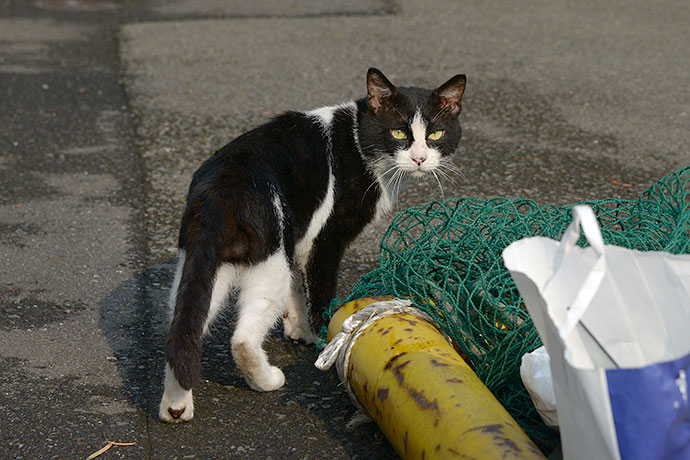太田区のねこ