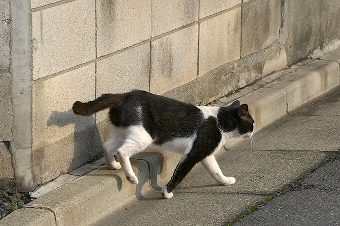 太田区のねこ
