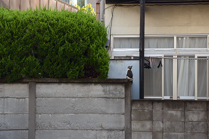 太田区のねこ