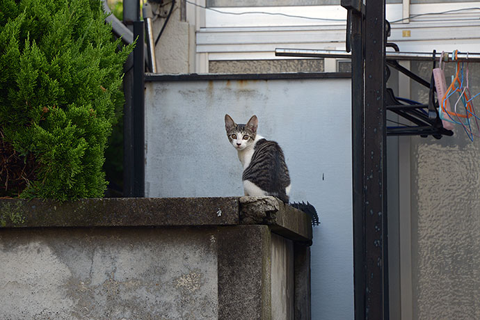 太田区のねこ