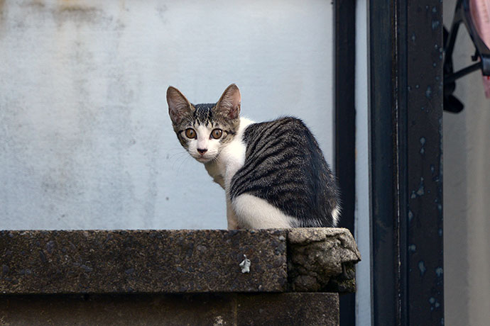 太田区のねこ