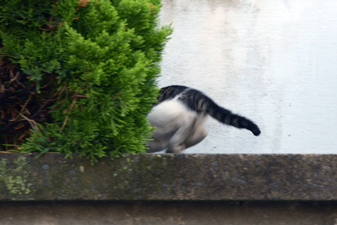 太田区のねこ