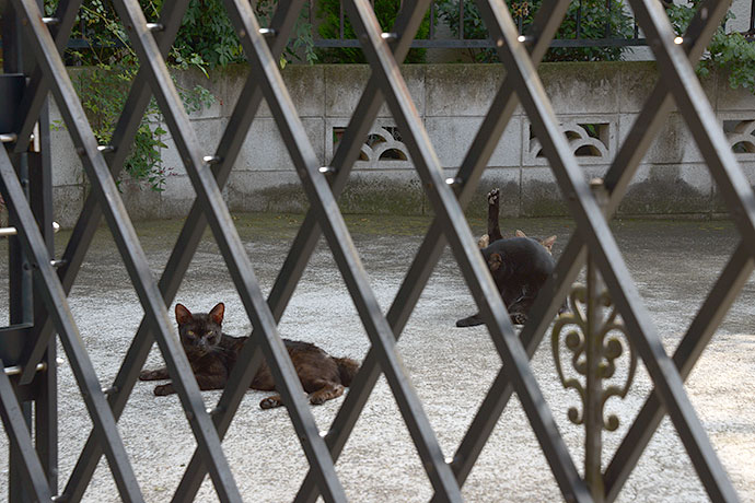 太田区のねこ
