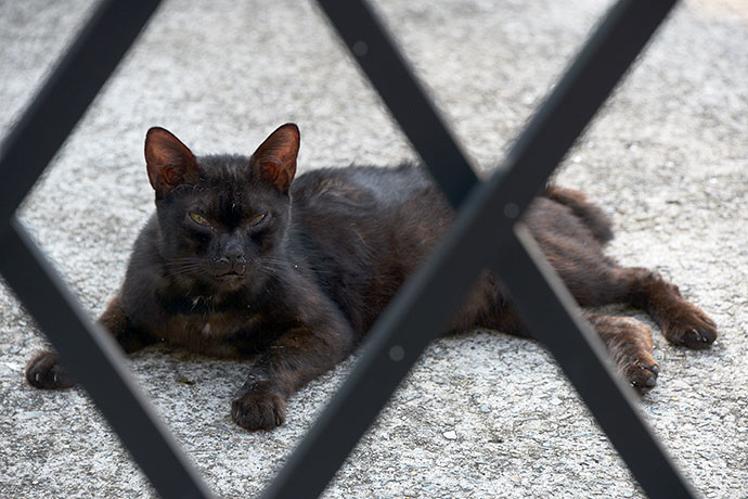 太田区のねこ