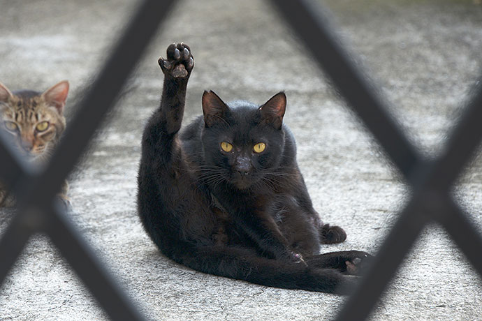 太田区のねこ