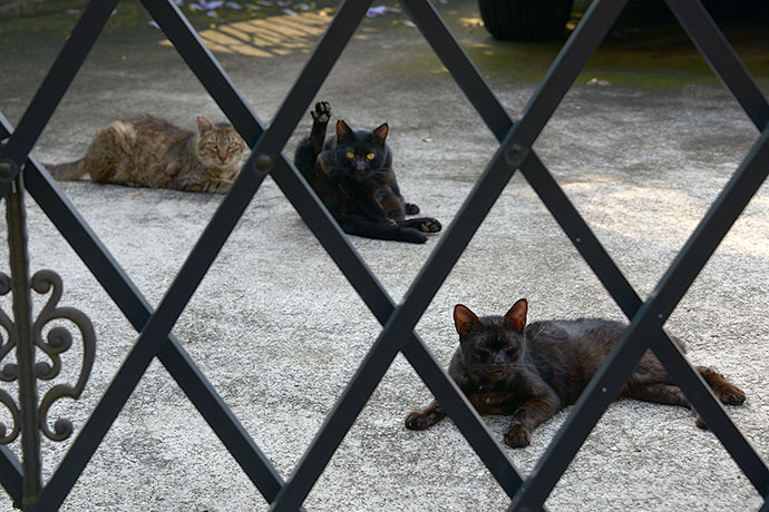 太田区のねこ