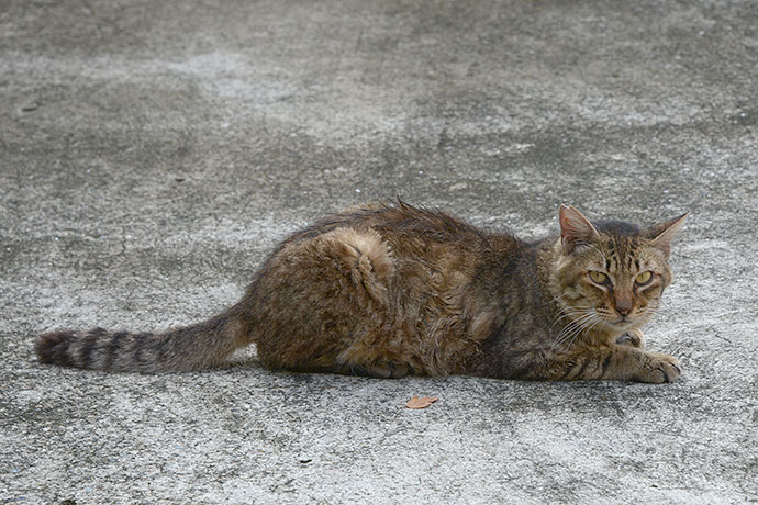 太田区のねこ