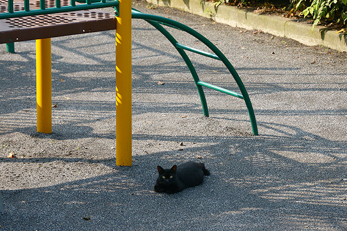 太田区のねこ