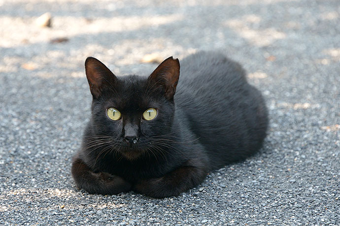 太田区のねこ