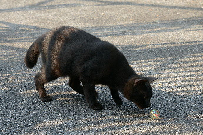 太田区のねこ