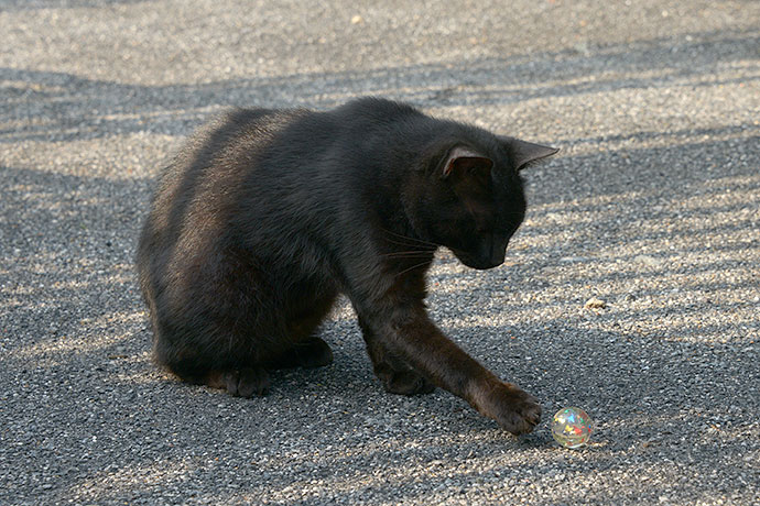太田区のねこ