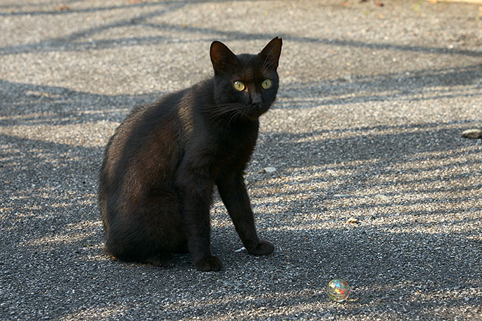 太田区のねこ