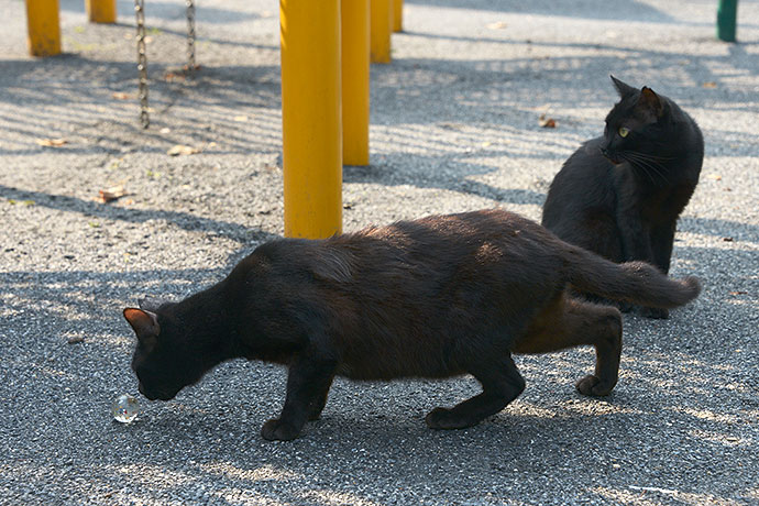 太田区のねこ