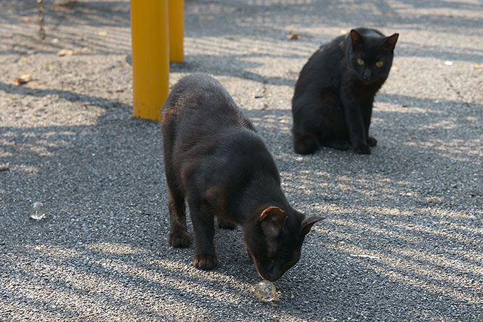 太田区のねこ
