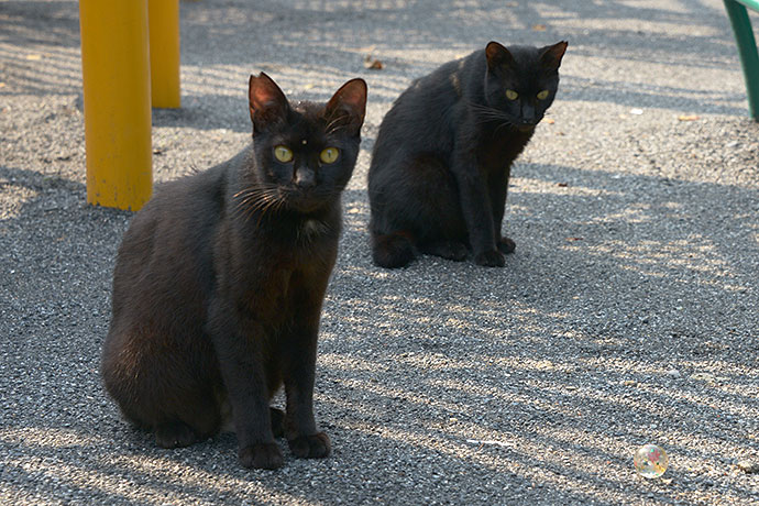 太田区のねこ