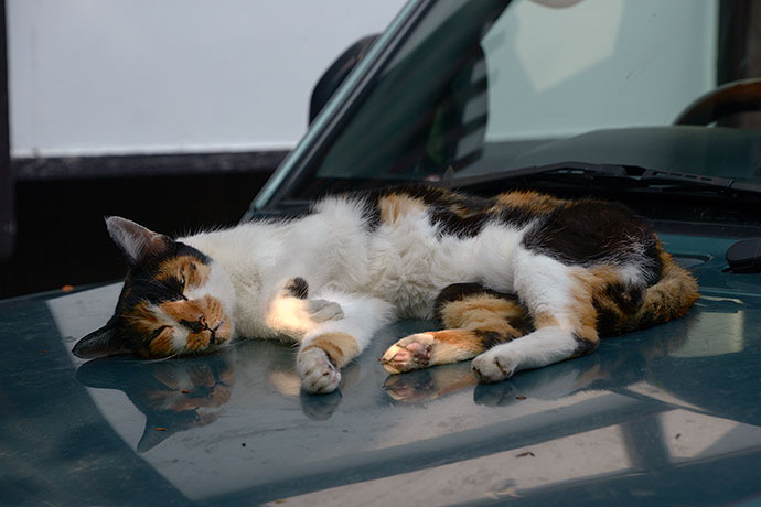 太田区のねこ
