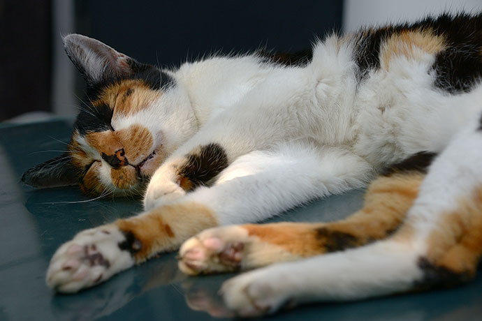 太田区のねこ