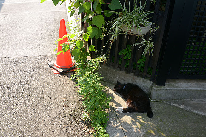 太田区のねこ