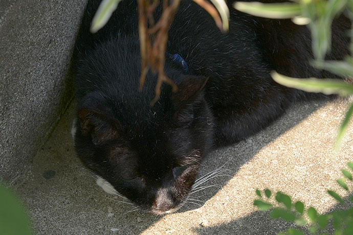 太田区のねこ