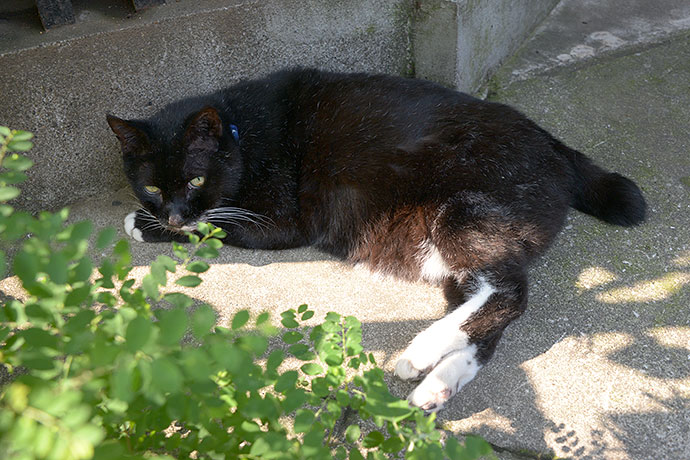 太田区のねこ