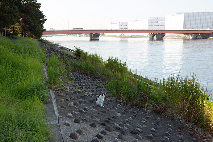 太田区のねこ