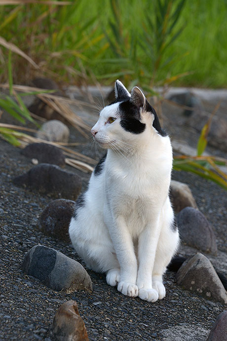 太田区のねこ