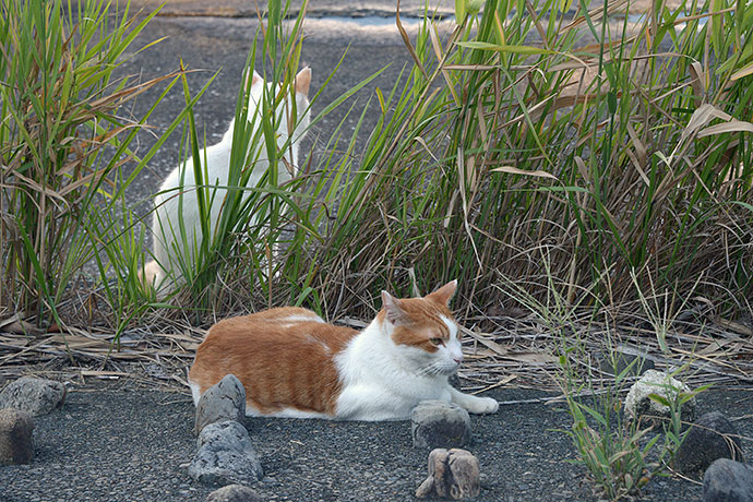 太田区のねこ