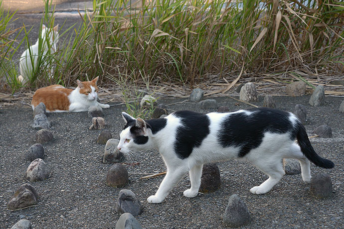 太田区のねこ