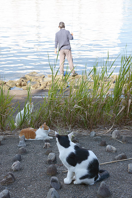 太田区のねこ