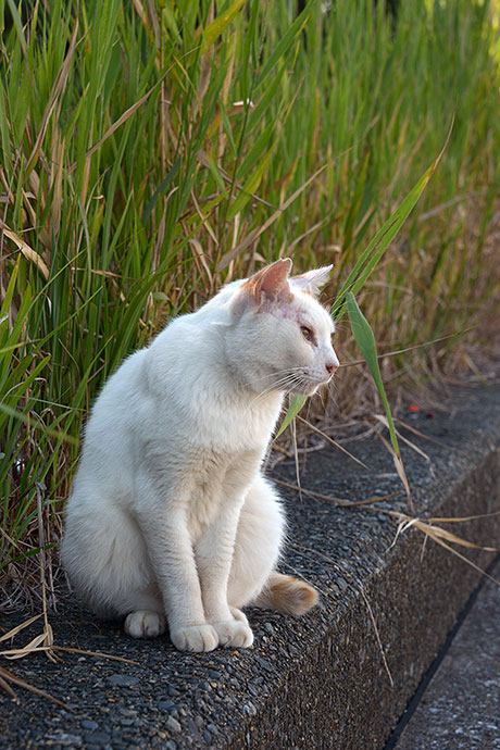 太田区のねこ