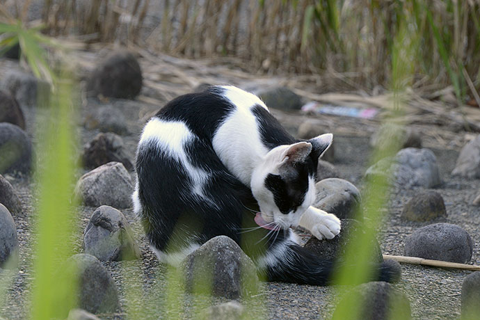 太田区のねこ