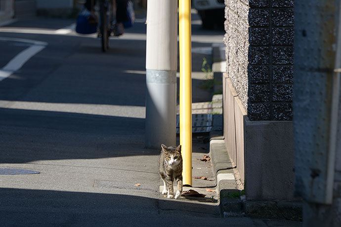 太田区のねこ