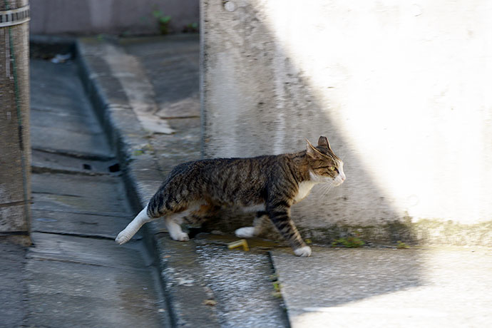 太田区のねこ