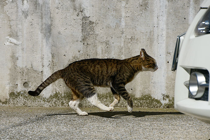 太田区のねこ