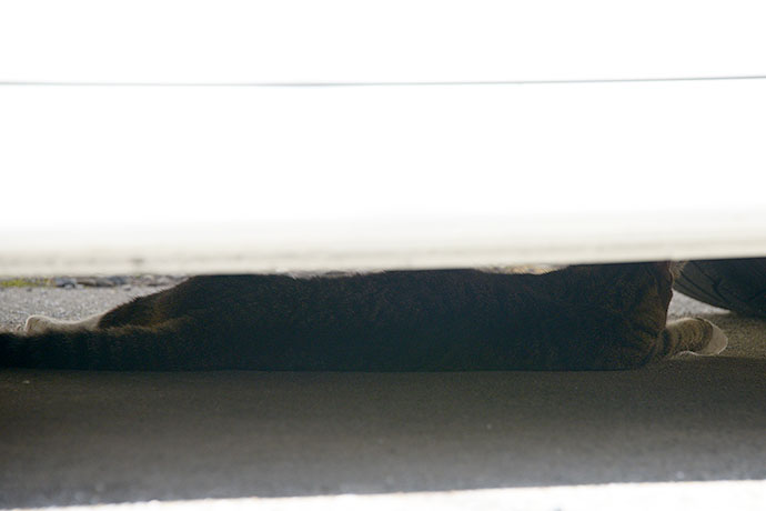 太田区のねこ