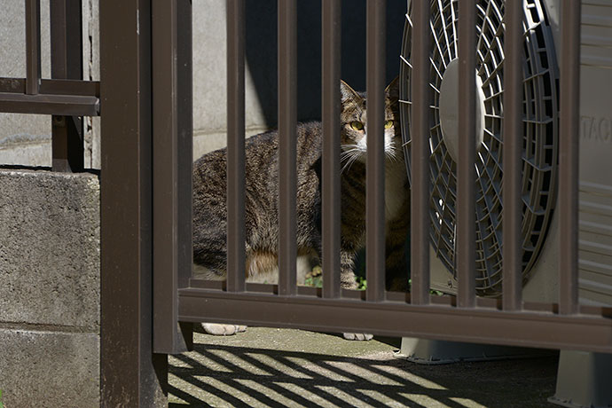 太田区のねこ